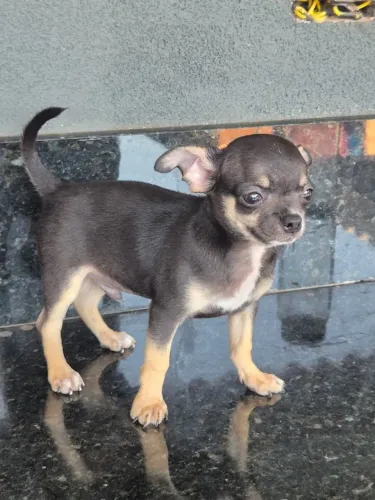 Chihuahua Macho