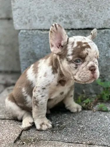 Bulldogue Francês - O Tipo De Pet Que Se torna Parte Da Família Rapidamente