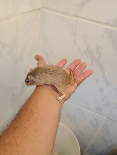 Vendo casal de gerbius 