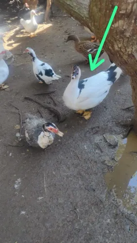 Pato