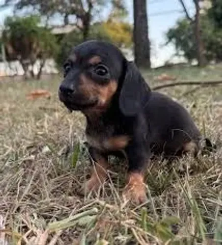 Dachshund: Conheça Filhotes para uma Nova Companhia