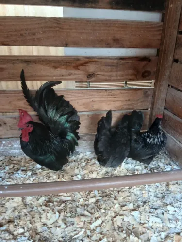 Casal Nagazaki Preto