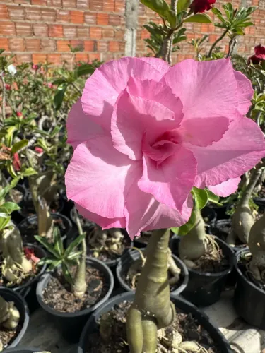 Rosa do deserto enxertada