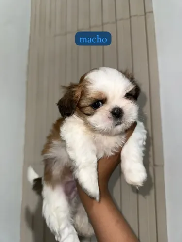 Shih tzu