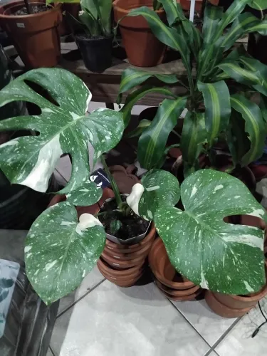 Planta Monstera Thai Constellation Costela de Adão Variegada