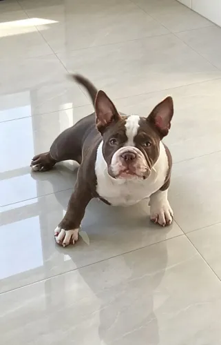 Fêmea de Américan Bully Micro