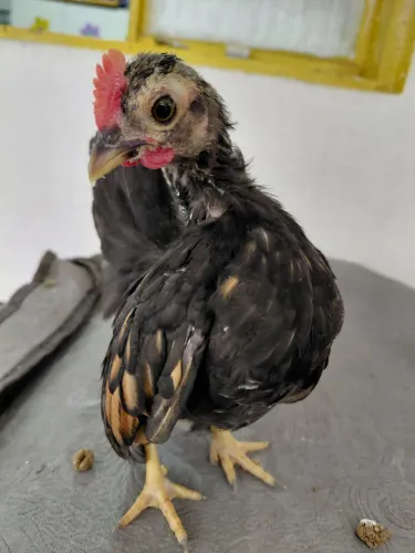Vendo este galinho raça serama