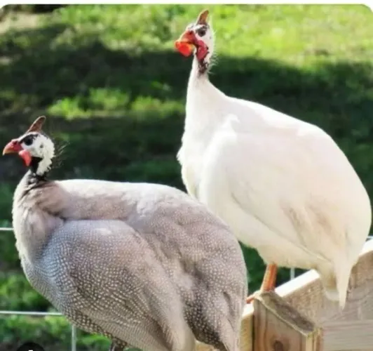 Vendo ovos de Angola