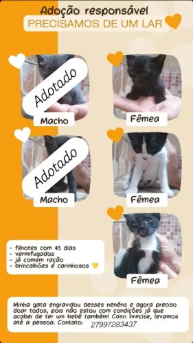 Doação de gatinhos filhotes