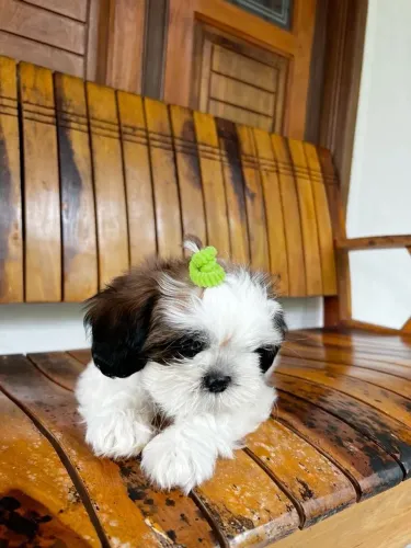Shih tzu Quem vê esse bebê, se apaixona por ele
