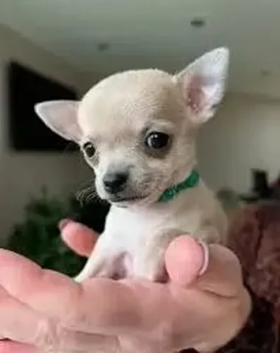 Chihuahua Cheio de personalidade.