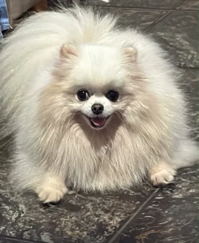 Spitz fêmea