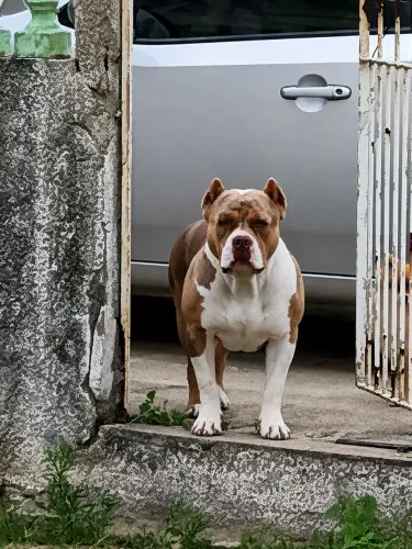 Cobertura Pit monster tri choco merle