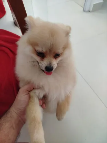 Spitz alemão com 8 meses e Pedigree 