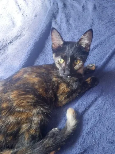 Gatinha Escaminha para adoção - Rio de Janeiro