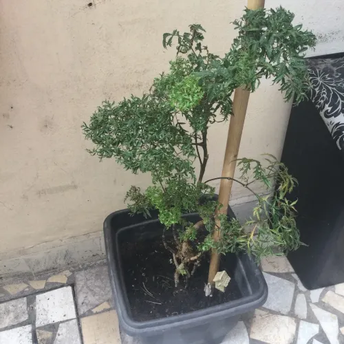 Promoção vaso grande com belas plantas e vasos pequenos com outras plantas