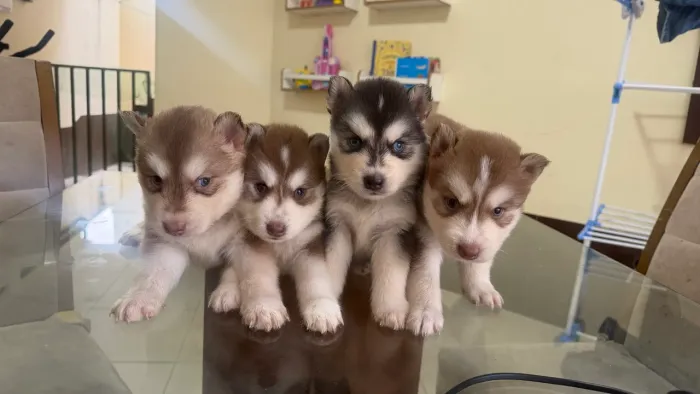 Husky siberiano wooly ultimos promocao