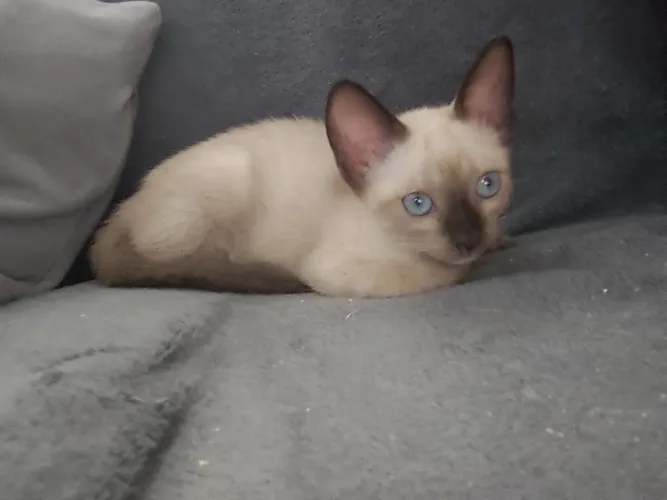 Linda gatinha para adoção (castração garantida)