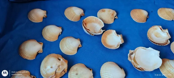 CONCHA DO MAR 