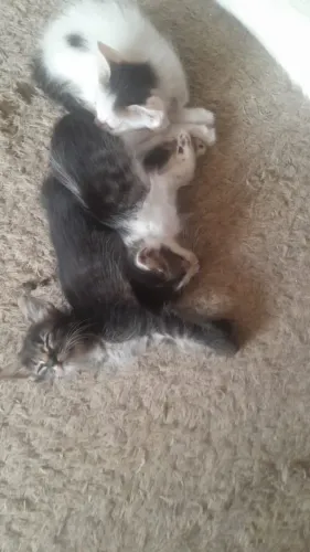 Doação de gatos