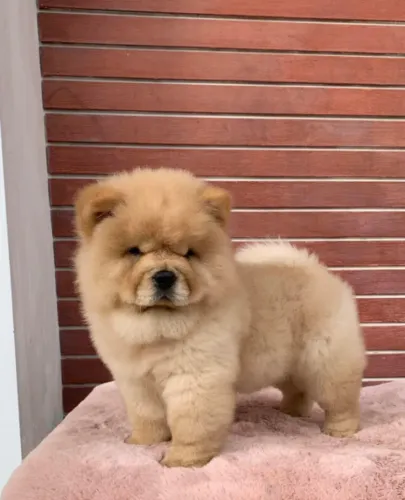 Chow Chow,Chow Chow Filhote Muito Amoroso e Dócil