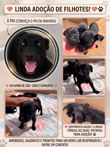 Filhotes para adoção ?