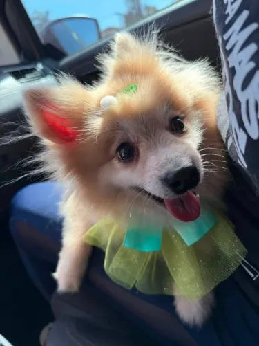 Adoção Spitz Alemão