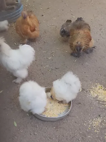 Vendo conjunto de 10 galinhas cedozas pura