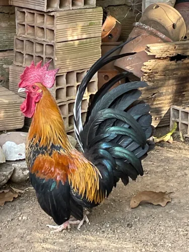 Galo Garnize