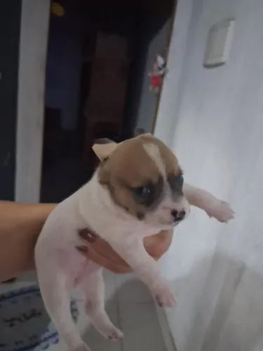 Cachorro de raça 