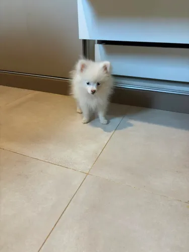 Spitz alemão