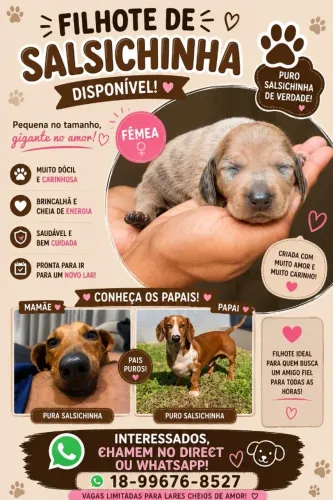 Salsicha fêmea (Dachshund)