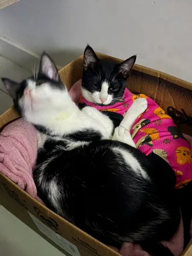 adoção casal de gatinhos