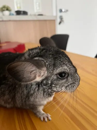 CHINCHILA MACHO 3 MESES