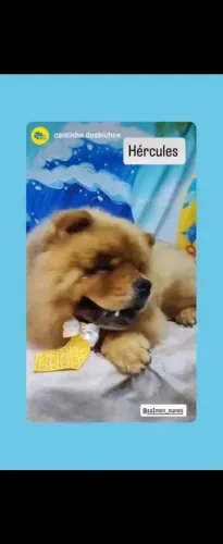 Chow Chow Padrao Americano