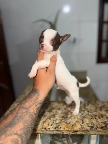Chihuahua branco e chocolate