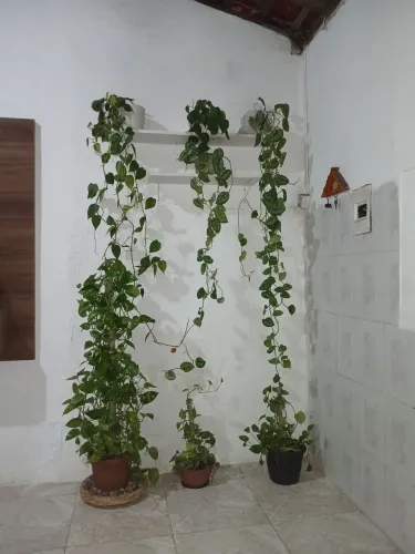 7 plantas com as duas prateleiras 
