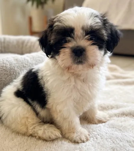 Filhote de Shihtzu(macho)