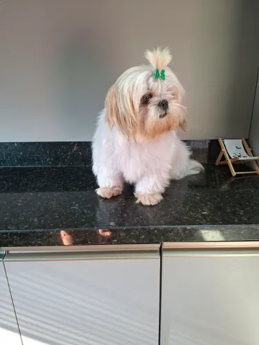 Shihtzu fêmea