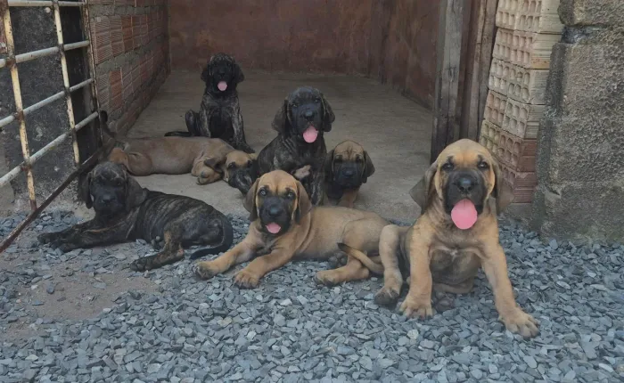 Ninhada de Fila Brasileiro
