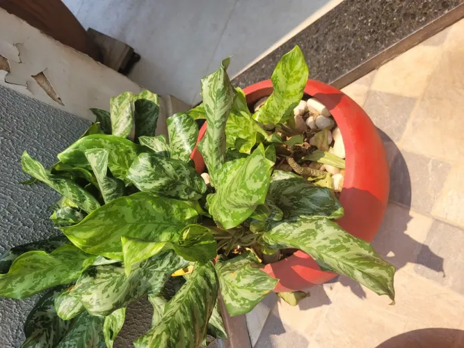 Planta