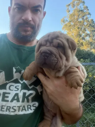 Filhotes de sharpei - R$ 1.000,00