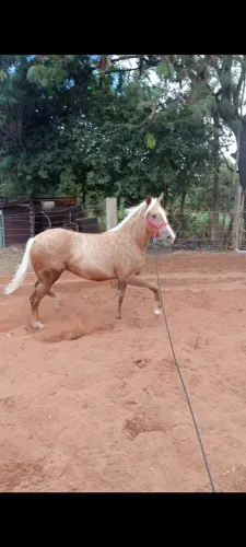 Potra quarto de milha