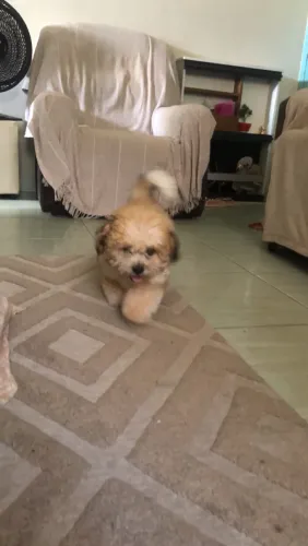 Lhasa apso 