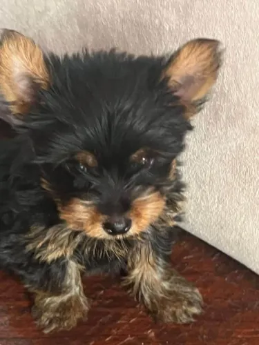 Filhote Yorkshire Terrier, Um filhotinho para chamar de seu está esperando por você!