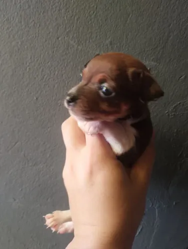 Pinscher macho !