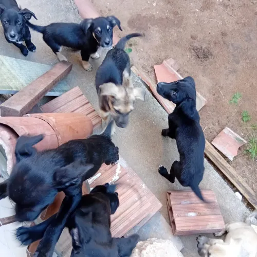 Filhote de cachorro