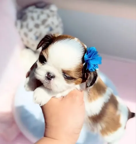 OS MENORES SHIHTZU - FÊMEA E MACHO