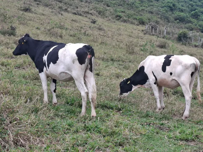 Novilhas leiteiras
