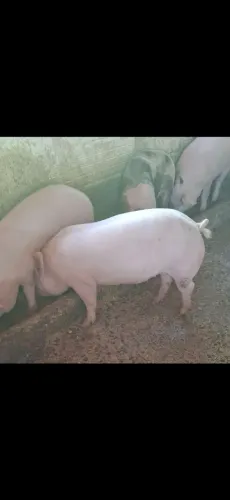 Vendo porcos!!!